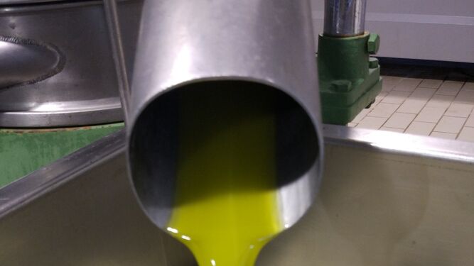 El aceite sin filtrar ya desprende un intenso color verde esmeralda, aunque turbio, y explotan las fragancias a tomate, hierba cortada, alcachofa, almendra.