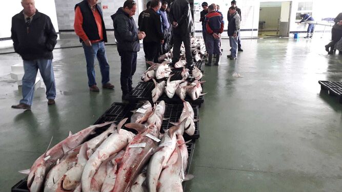 La actividad se ha reducido en la lonja pesquera de Barbate al estar parte de la flota de cerco amarrada a puerto.