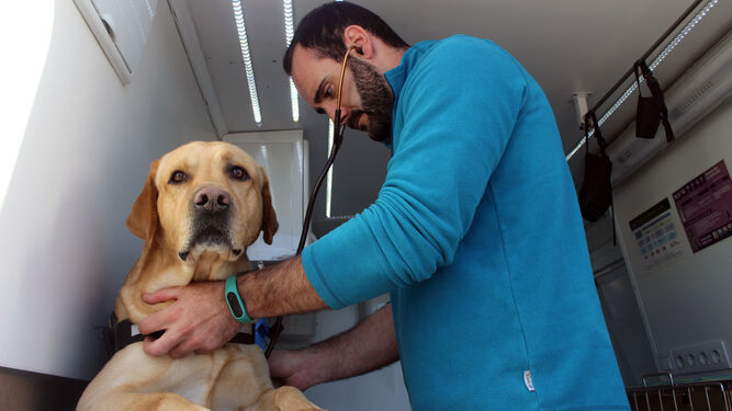 Luisfer Fernández, veterinario, atiende a Tackle, un perro labrador
