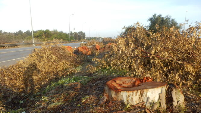 Base de los troncos cortados junto a la carretera.