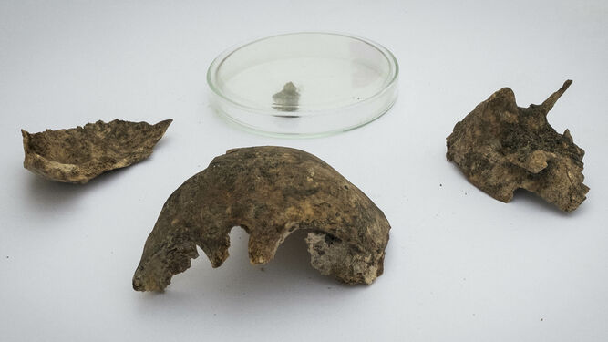 Bala y fragmento del cráneo de uno de los represaliados cuyos restos se encontraron en la fosa del cementerio de San José de Cádiz.