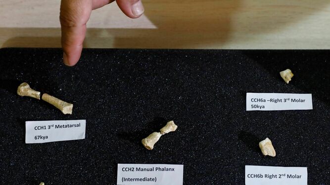 Algunos de los restos del homínido descubierto en Filipinas.