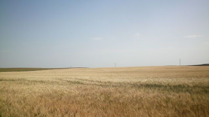 Campo de trigo afectado por la falta de agua.
