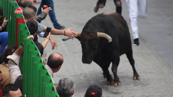 El toro del Aleluya de Paterna.
