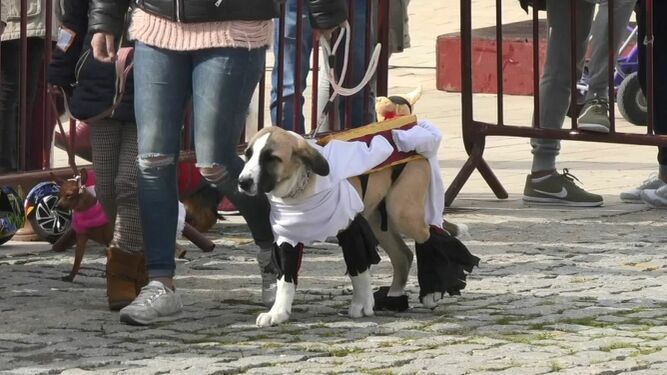 Una de las mascotas que participaron el pasado año en la Fiesta de San Antón