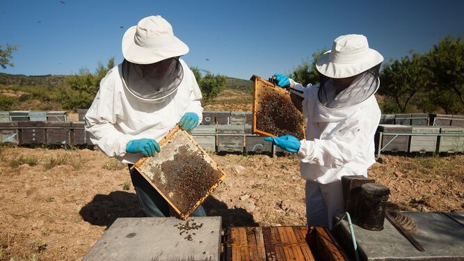 Trabajos de apicultura.