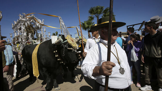 La carreta del Simpecado de la hermandad de Sanlúcar, llevada por bueyes, como es tradición.