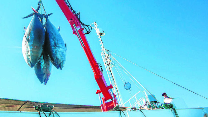La pesca del atún por Petaca Chico, empresa que mantiene los máximos estándares de calidad en todos los procesos, desde la captura a la comercialización.