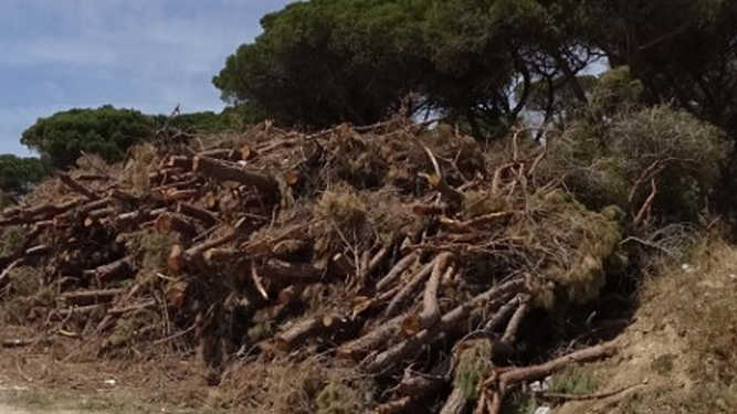 El pinar denunciado por los ecologistas