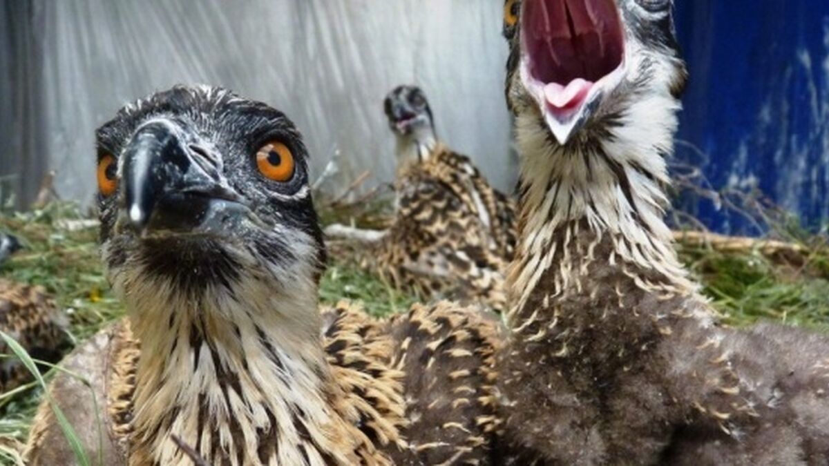 Pollos de águila nacidos en la provincia