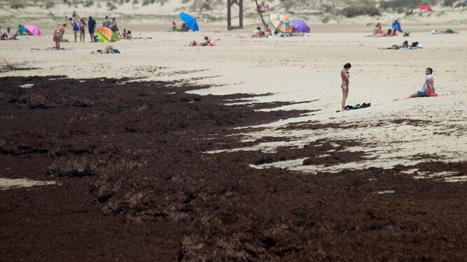Aspecto de la playa de Tarifa, tras la llegada de arribazones del alga asiática.