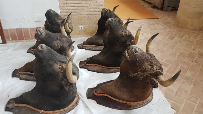 Las cabezas de toros de la corrida regia vuelven al coso portuense.