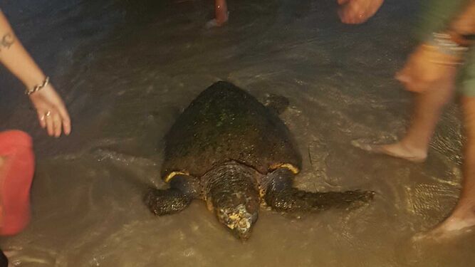 La tortuga boba, de casi un metro de longitud, en la Playa de Santa María del Mar.