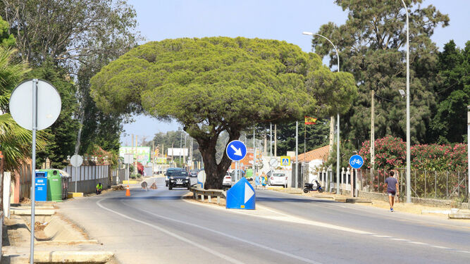 Árbol de grandes dimensiones que se encuentra en mitad de la calzada de la carretera de la Rana Verde.