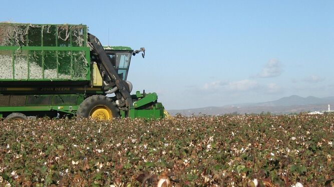 Máquina cosechando el algodón.