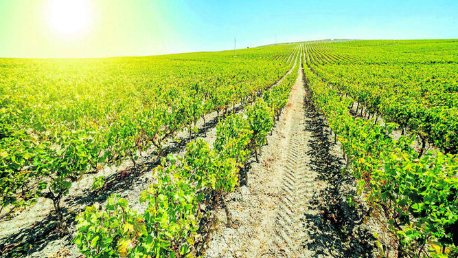 Los viñedos de la campiña jerezana nacen en la blanca y fértil tierra albariza.