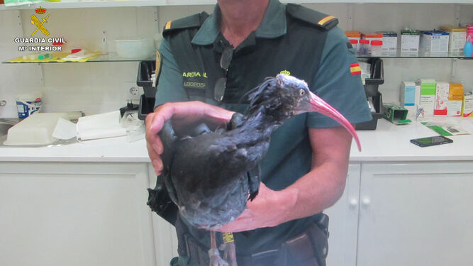 Ibis Eremita, ave en peligro crítico de extinción, rescatado por la Guardia Civil.