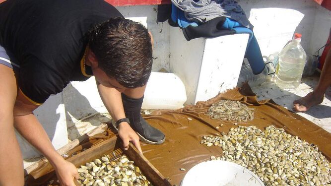 Un mariscador selecciona las coquinas  recién capturadas.
