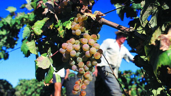 Racimo de uvas en un viñedo del término municipal chiclanero.