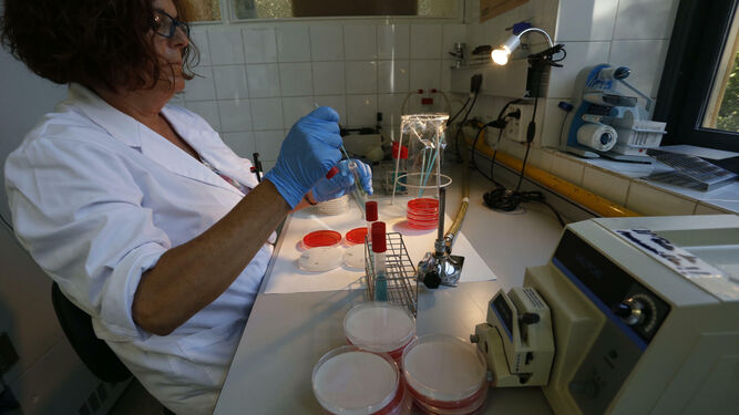 Analizando placas con cultivos bacterianos en un laboratorio de Sevilla.