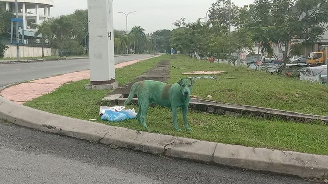 El perro abandonado y pintado de verde.
