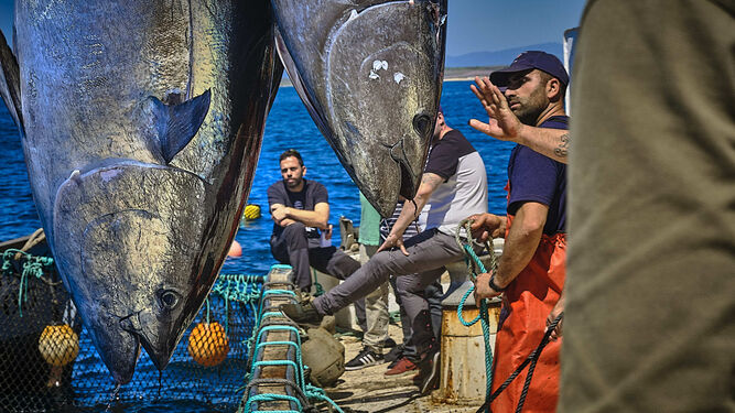 Un momento de la primera levantá de atunes de la almadraba de Barbate en 2019.