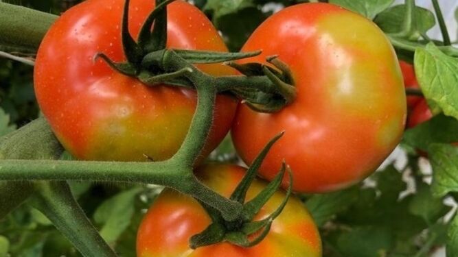 En la imagen se aprecia el color que toma el tomate con este virus.