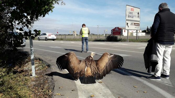 El águila que ha aparecido en la zona de El Colorao.