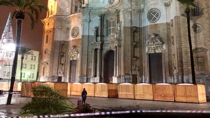 Palmera caída en la plaza de la Catedral de Cádiz, a causa de la borrasca Elsa.
