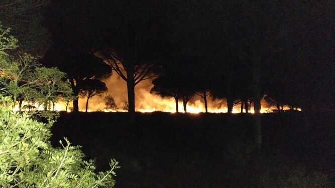 Pinar de la Dehesa de las Yeguas afectado por el incendio.