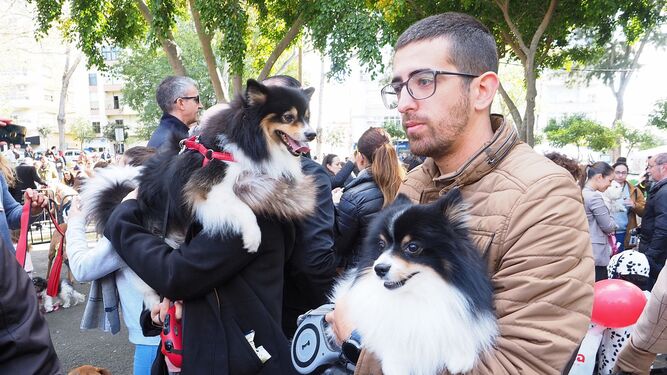 Algunas personas con sus perros, mientras esperan los concursos de San Antón, en una imagen de archivo.