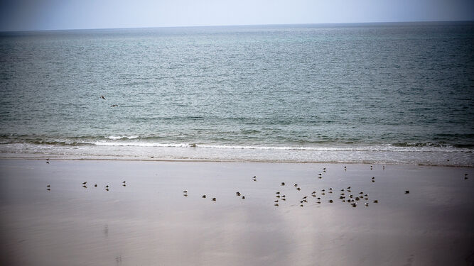 La playa de Santa Mar&iacute;a desierta salvo por la presencia de las gaviotas