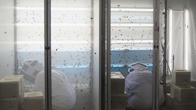 Biofábrica de Agrobío en la que se producen colmenas de abejorros