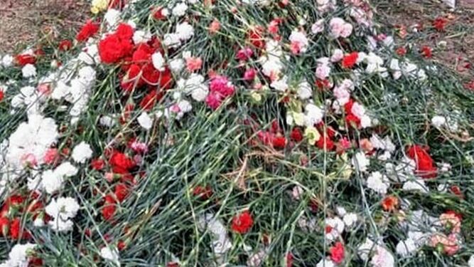 Flores retiradas de cultivos de Chipiona como consecuencia de la crisis del coronavirus.