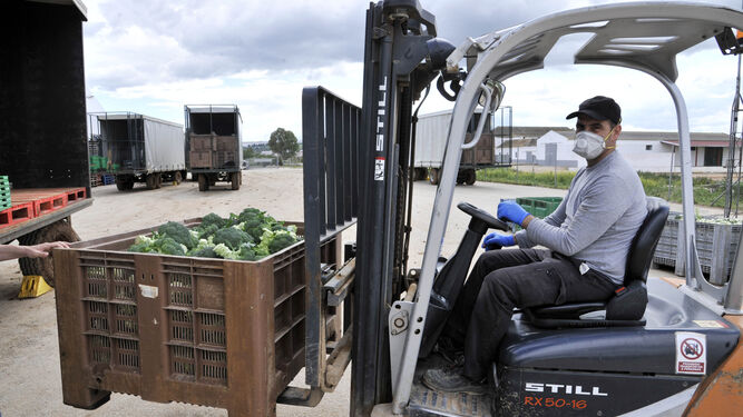 n operario con mascarilla y guantes transporta el brócoli recién cosechado en la Pequeña Holanda, en Arcos, para los mercados nacionales y europeos.