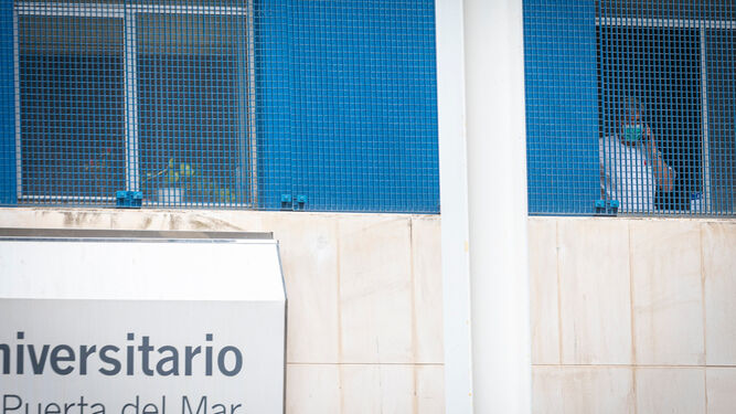 Un profesional asomado a una ventana del Hospital Puerta del Mar.