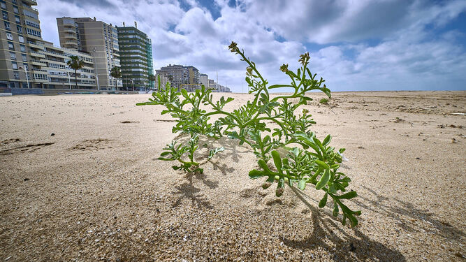 Una planta que ha agarrado en plena playa de La Victoria