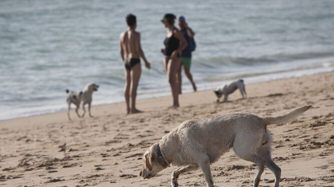 Playa canina en Camposoto, en una imagen de archivo.