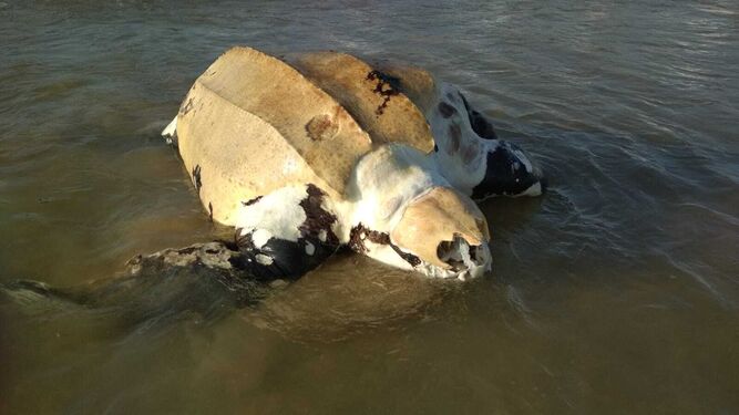 Restos de un ejemplar de tortuga laúd llegado esta semana a la playa del Carmen de Barbate.