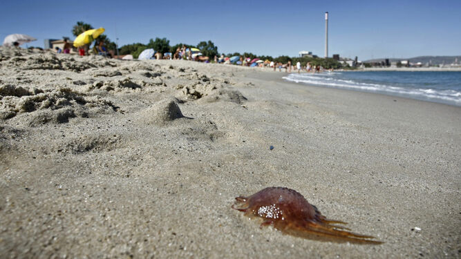 Medusa en una playa malagueña.