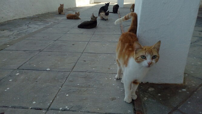 Las colonias de gatos son habituales en muchas barriadas de la comarca de la Janda.