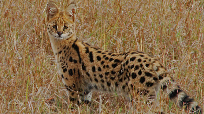 Serval africano.