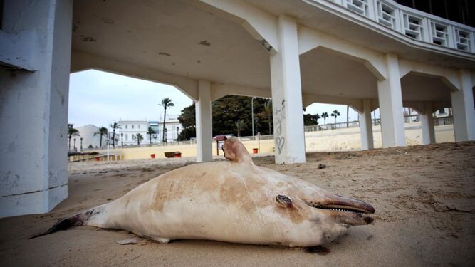 El delfín muerto que ha aparecido en la Caleta.