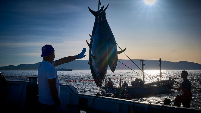 El atún, un tesoro del mar para muchos municipios gaditanos.