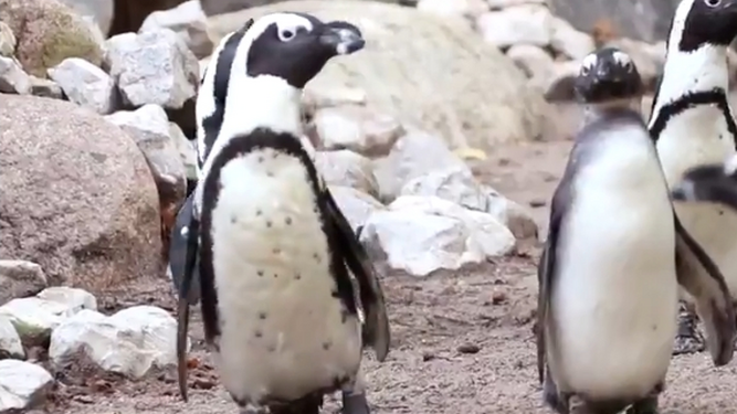 Dos pingüinos gais roban dos huevos a una pareja lesbiana