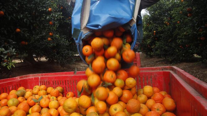 Recolección de naranjas en una plantación.