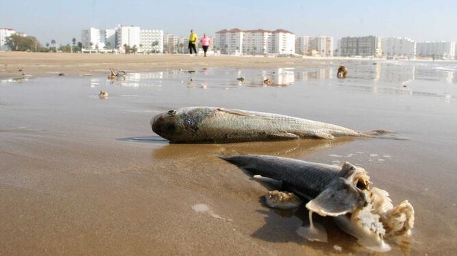 Algunos de los peces muertos que están apareciendo en estos días en la playa de Valdelagrana.