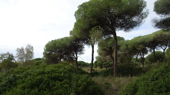 Una imagen del bosque de Rancho Linares.