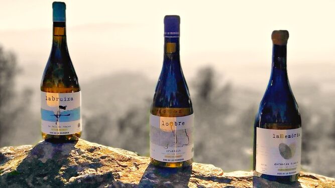 Tres de los vinos de la memoria fotografiados sobre una antigua trinchera de la batalla del Ebro.