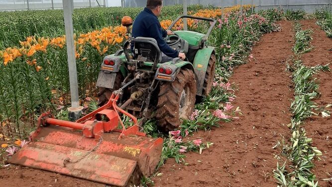 Agricultor trabajando para el sector de la flor cortada en Chipiona.